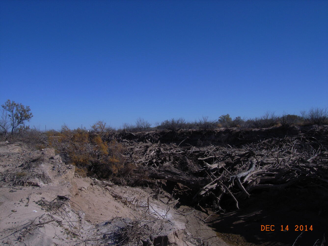 Pecos River at Pecos Texas - Salt Cedar debris