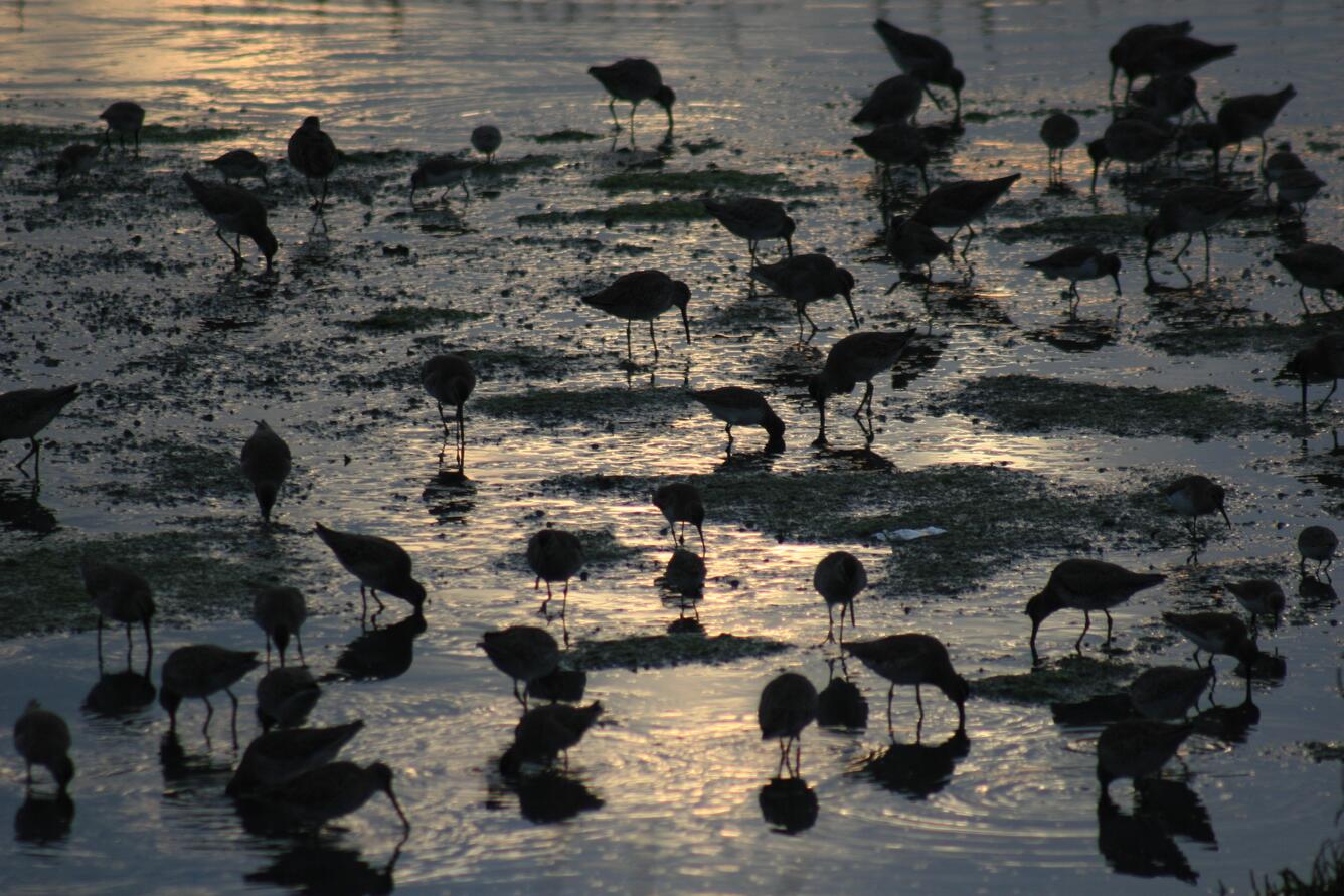 Image: Different Species of Shorebirds Feeding