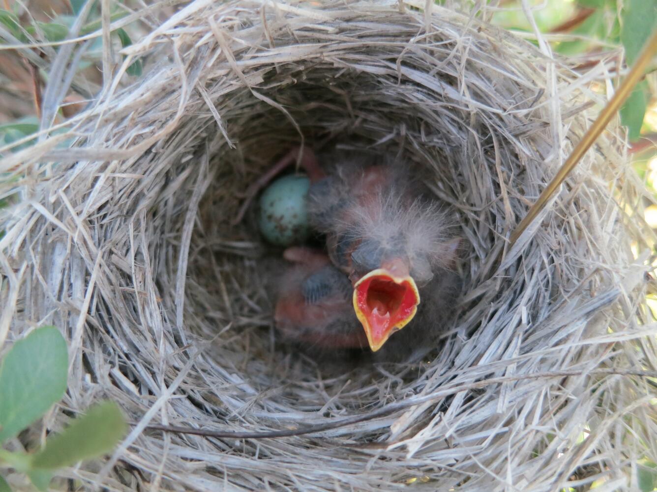 Image: Brewer's Sparrow Chicks