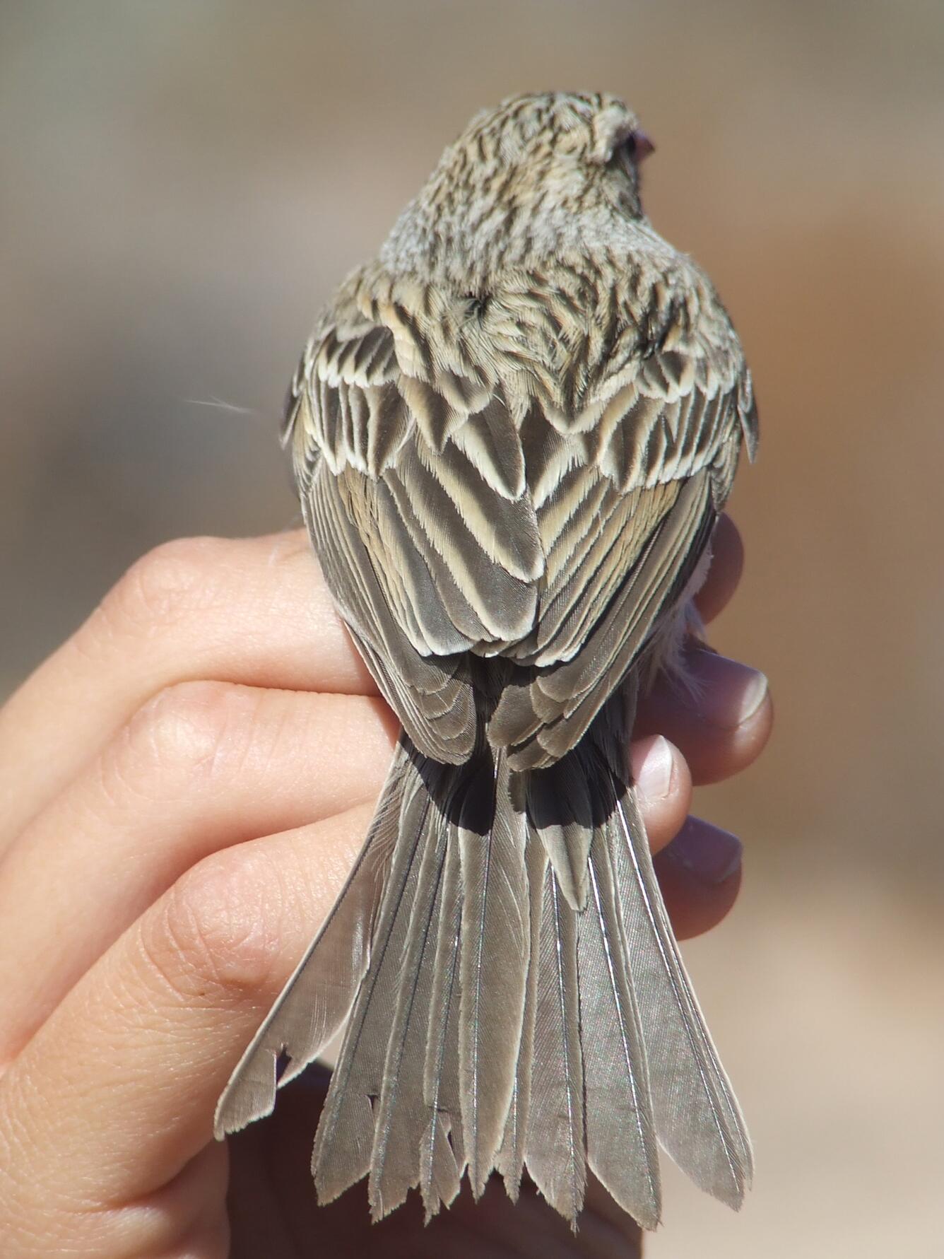 Image: Brewer's Sparrow in Hand