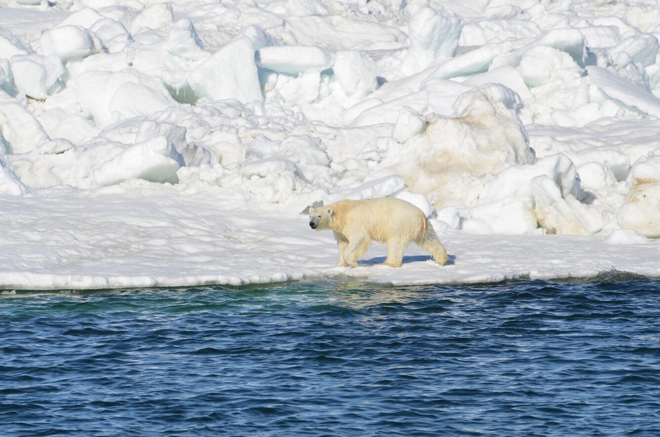 Image: Polar Bear Drying Off