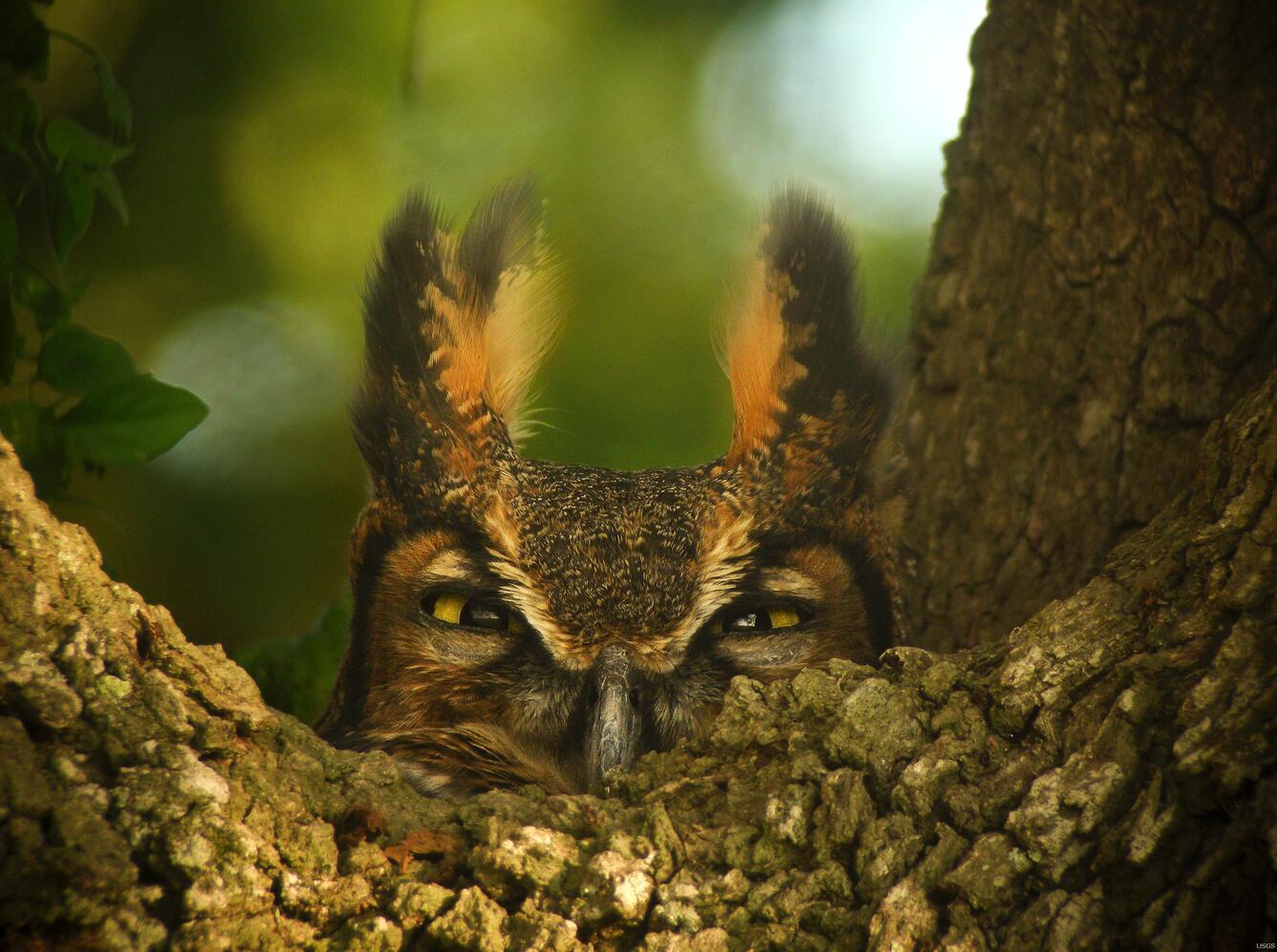 Image: Female Great Horned Owl on Her Nest