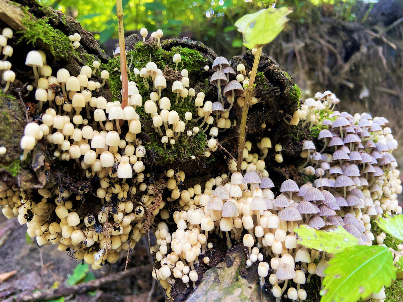 Fungi on a Decomposing Log