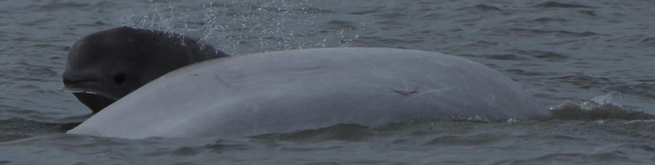 Cook Inlet beluga calf (gray) with mother (white). Calf is behind mother coming out of water with open eye.