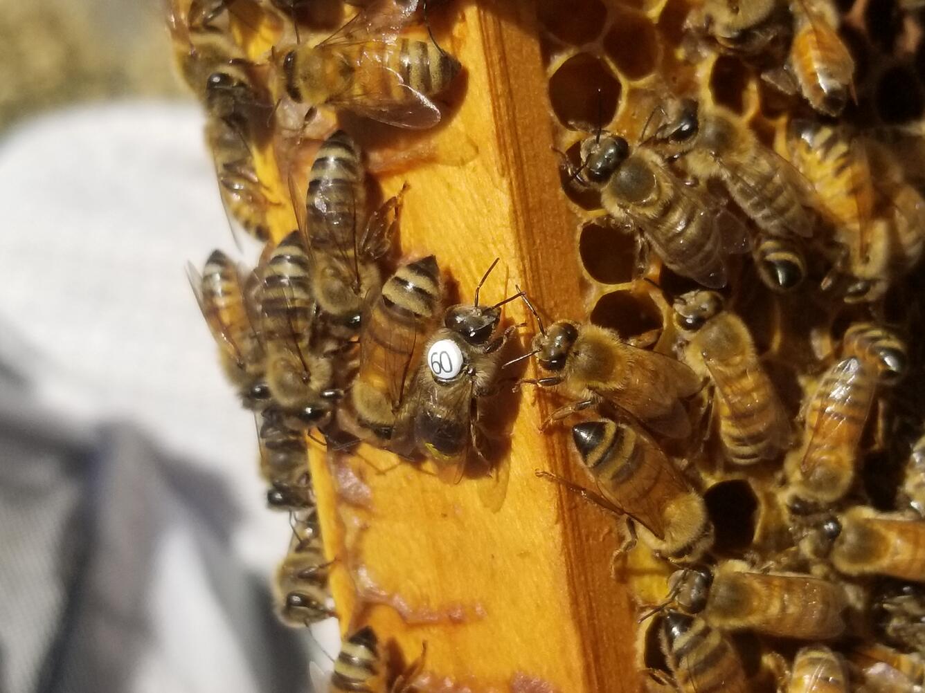 Bee marked with tag white 60 on hive frame