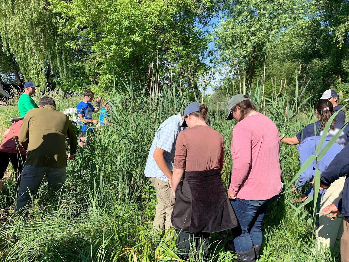 Researchers Learning About the Phragmites Adaptive Management Framework