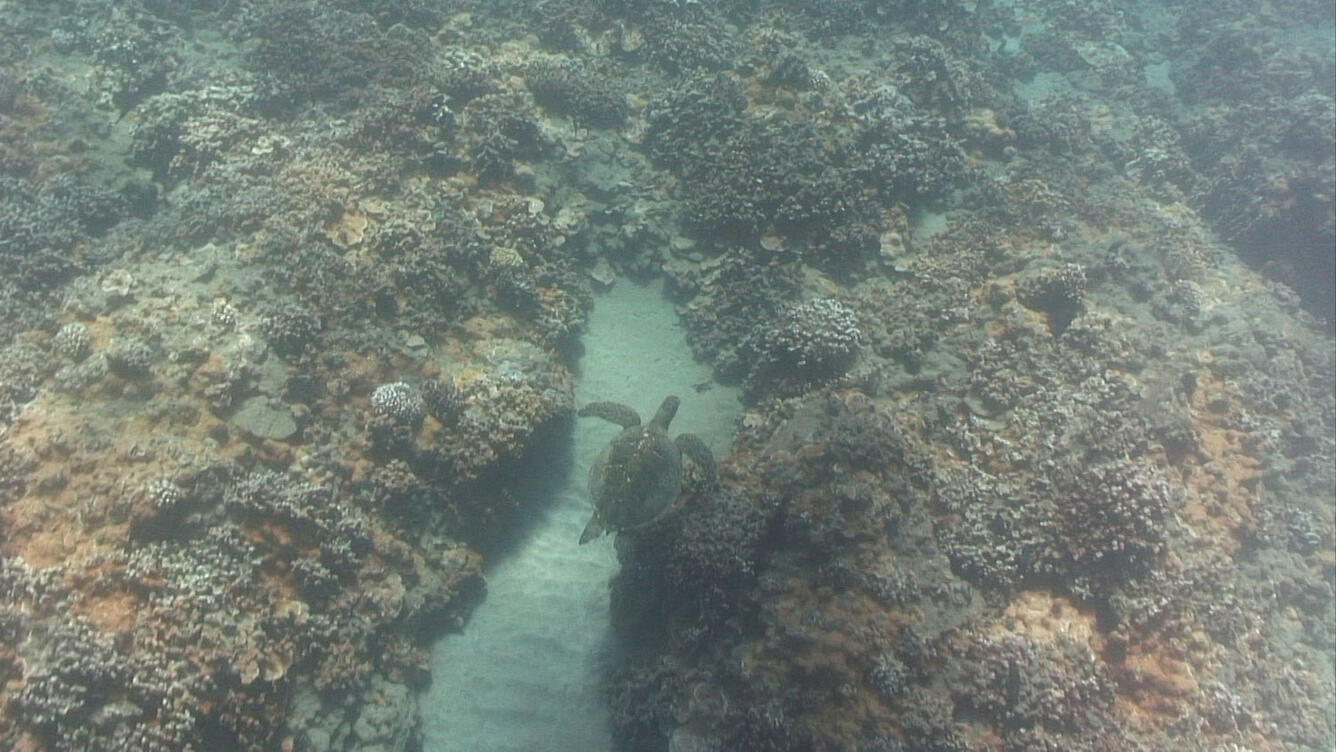Underwater photo showing corals, a sandy section in between them, and a sea turtle swimming.