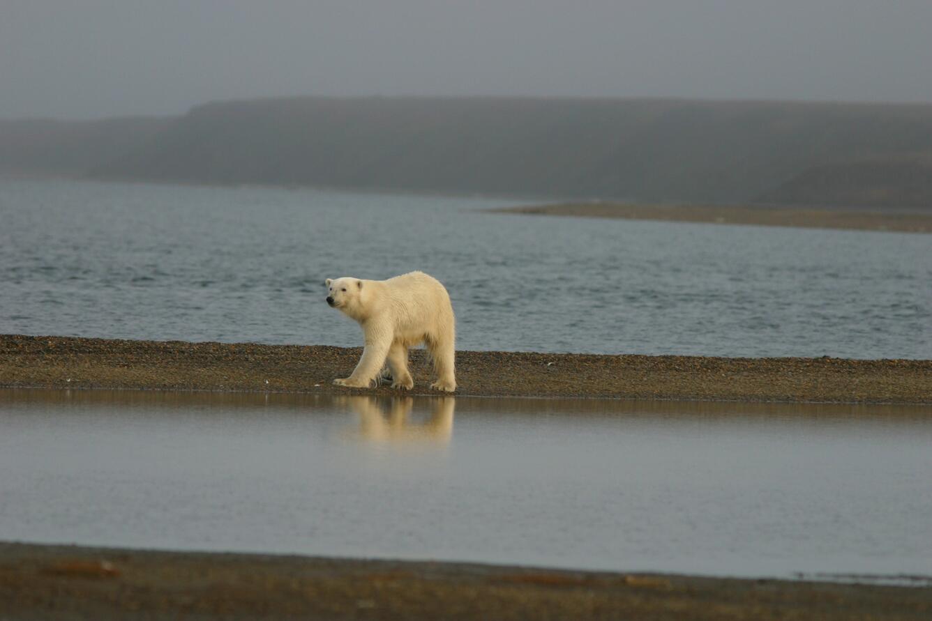 Large polar bear walking near water on Barter Island, Alaska. Hills in the background. 