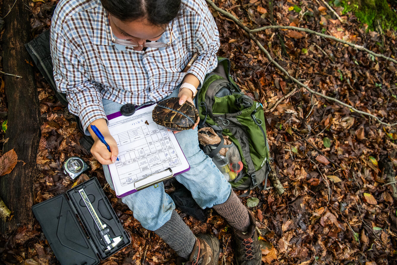 A female biologist sits on the ground holding an Eastern box turtle and recording measurements on a piece of paper.