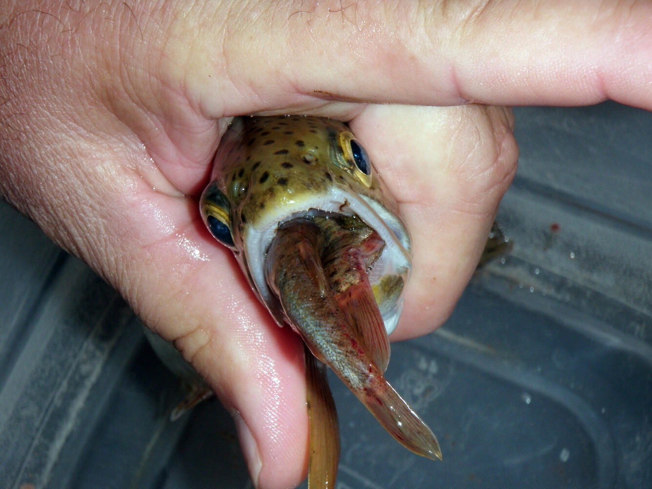 A captured brown trout held in-hand that has several smaller fish tails protruding from its mouth