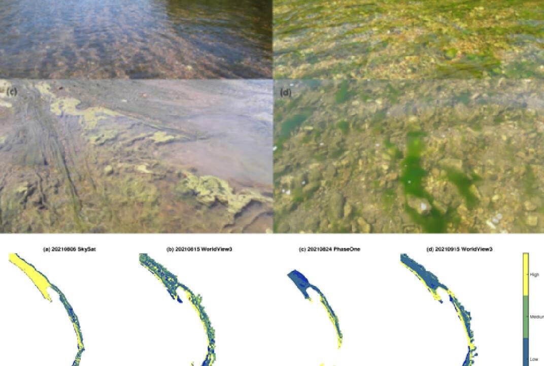 Image of benthic algae and mapping.