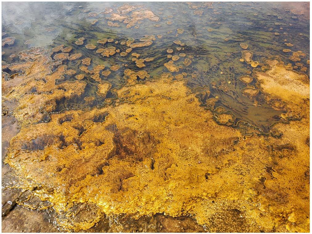 Alkaline hot spring outflow channel in the Biscuit Basin with a wide array of phototrophic microbial community textures 