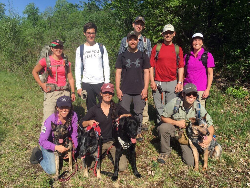 Field crew in the Adirondacks of New York using detection dogs to find moose scats for a capture-recapture study to estimate 