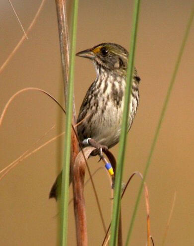 A little bird with a band around its leg balances on a reed of tall grass.