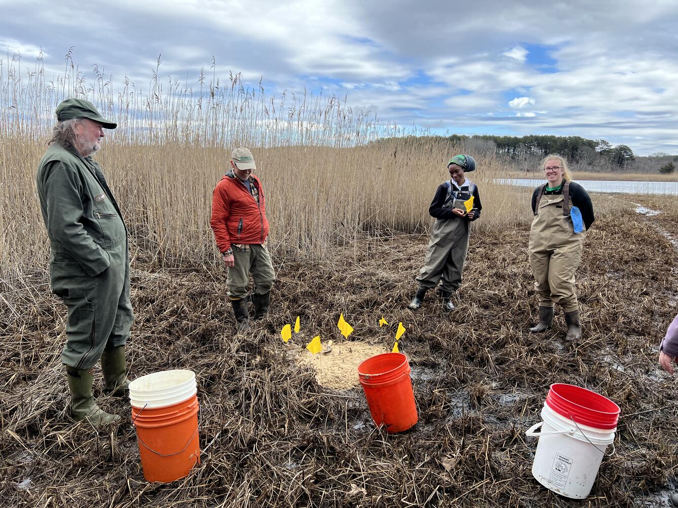 Four people in a wetland, phragmites in the background, three buckets on the ground and a circle made with yellow flags