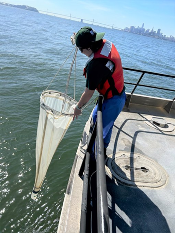A USGS technician conducts a phytoplankton net tow to measure harmful algae  and toxins in San Francisco Bay.