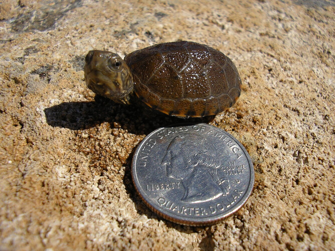 A Sonora Mud Turtle (Kinosternon sonoriense) hatchling, Montezuma Well, next to a quarter for a similar size comparison