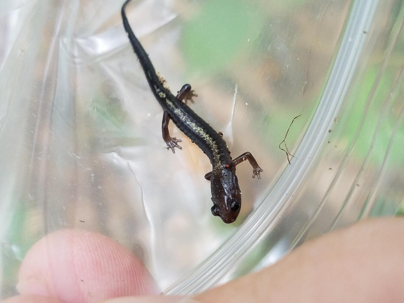 A small brown Shenandoah salamander inside of a plastic bag