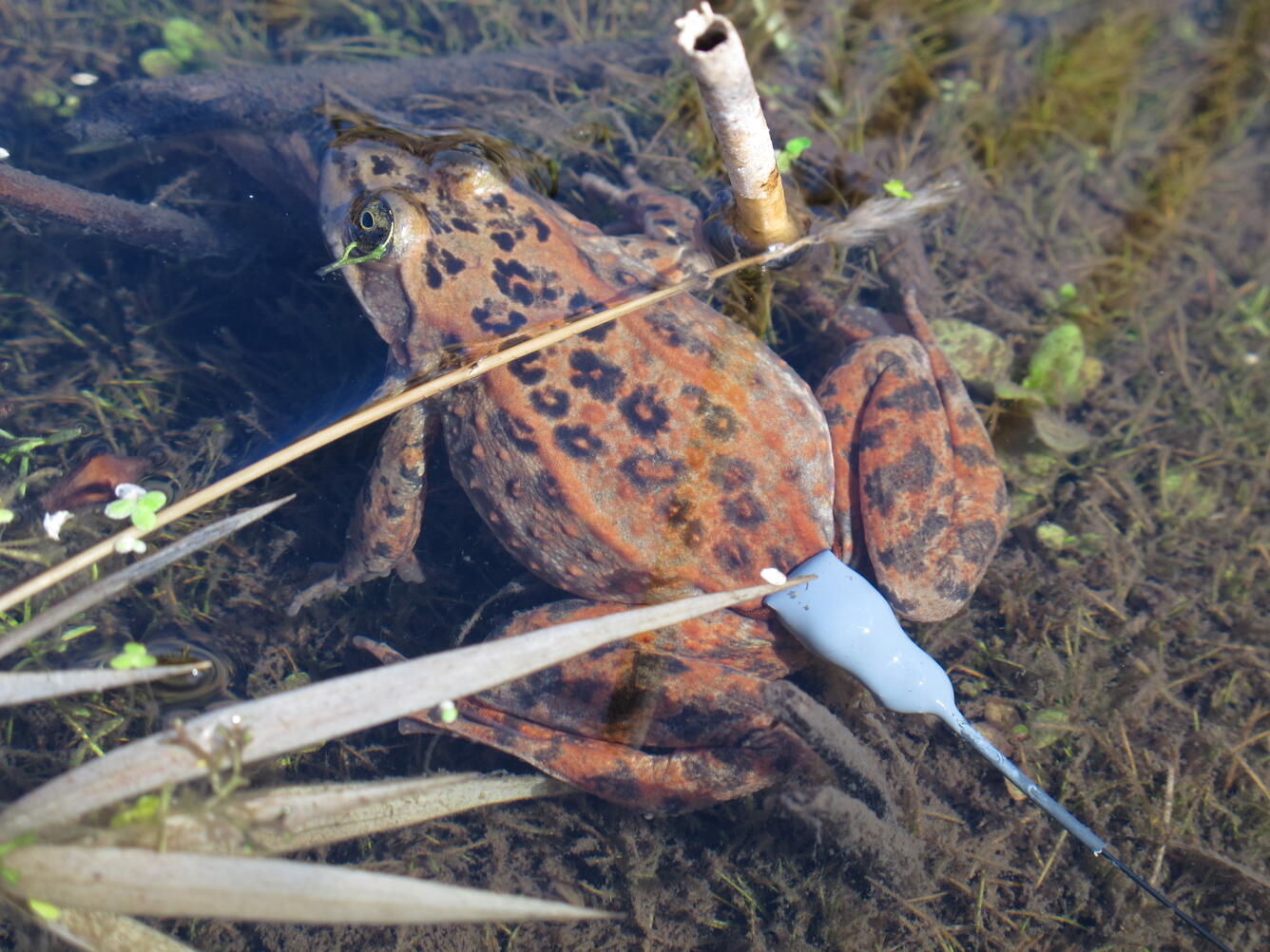 a brown and red frog with dark spots partially submerged in a pond with a radio transmitter attached to its hind end
