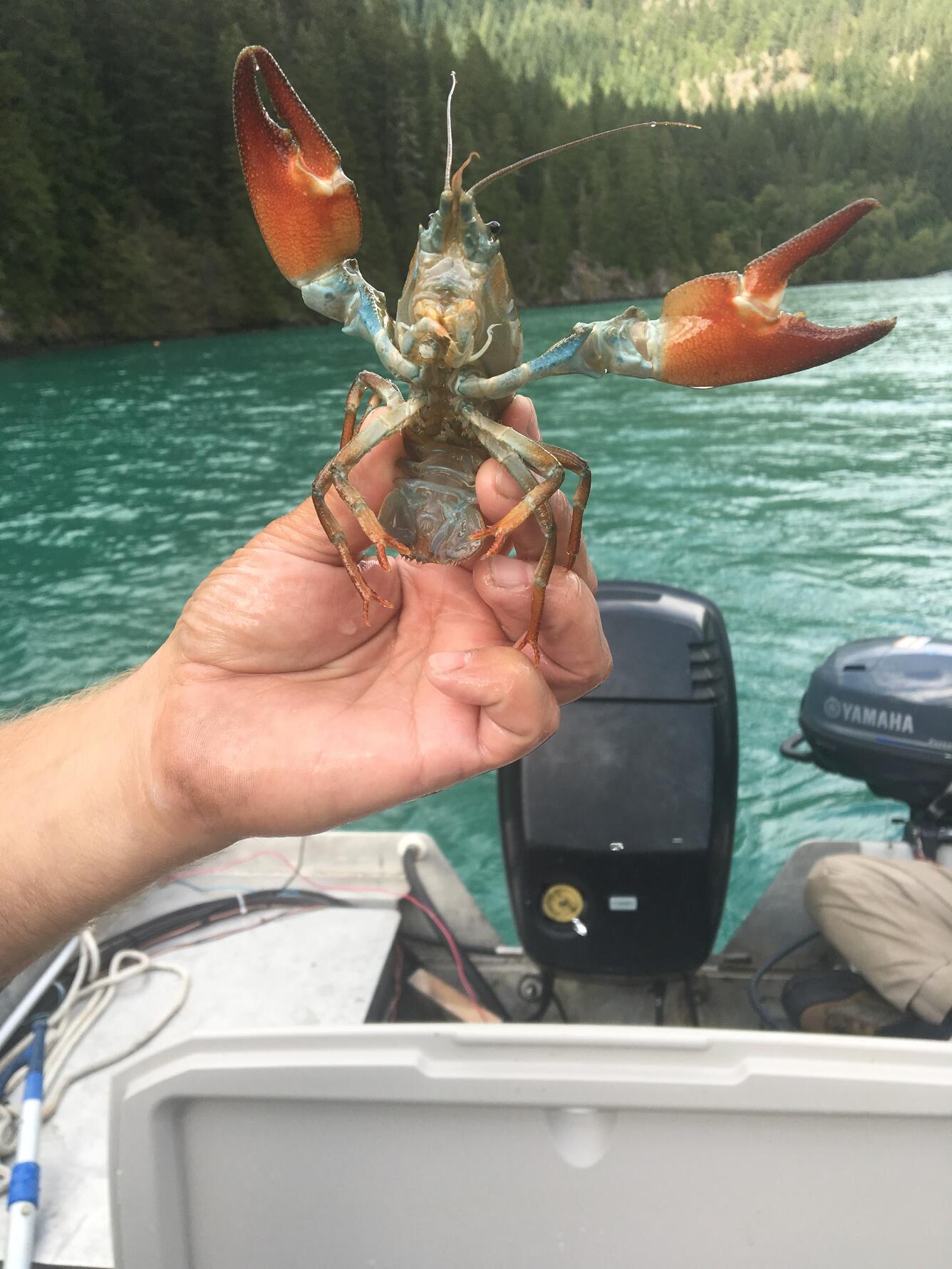 Researcher holding a crayfish collected in Diablo Lake