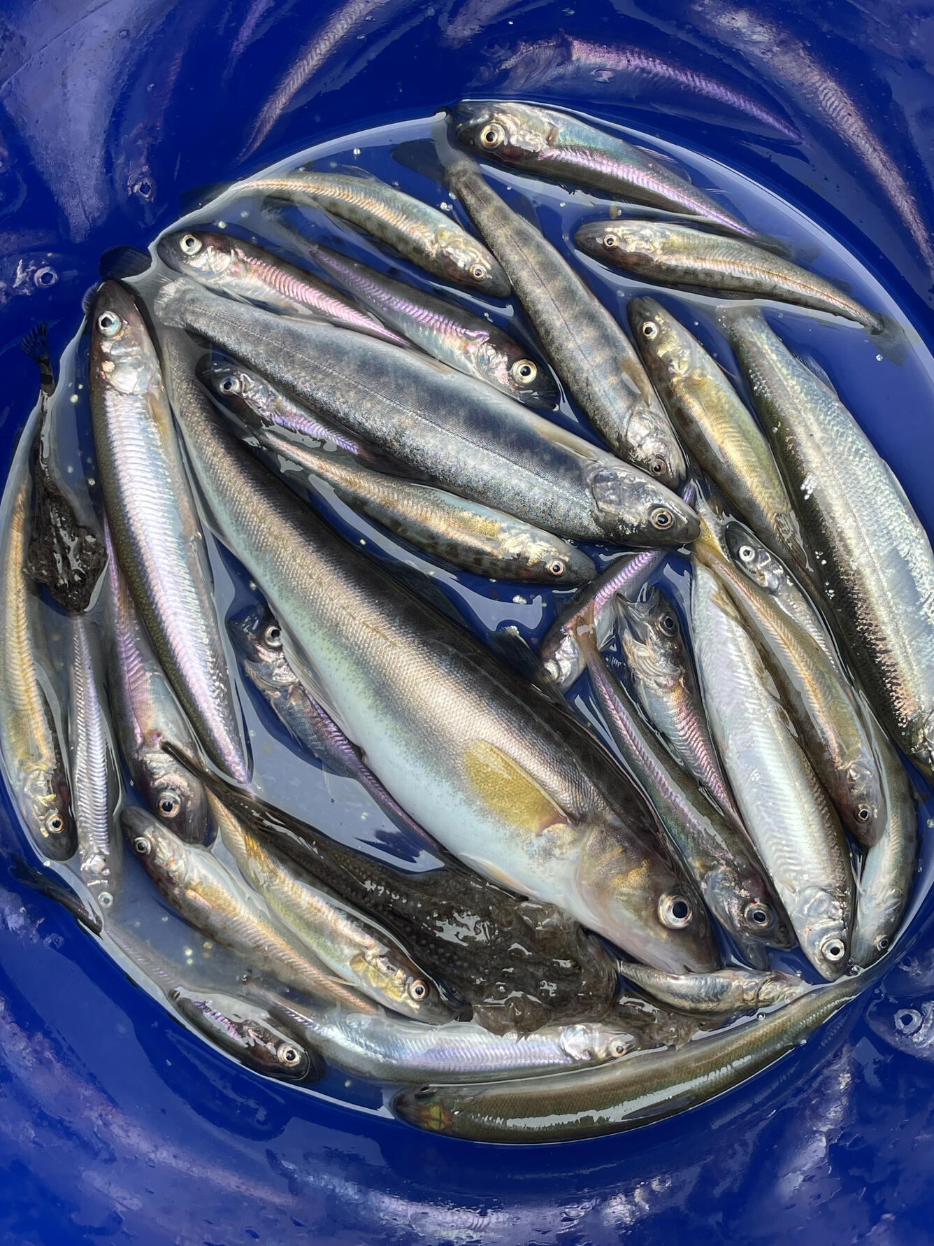 A bucket holds an assortment of forage-sized fishes from the Beaufort Sea, Alaska. 