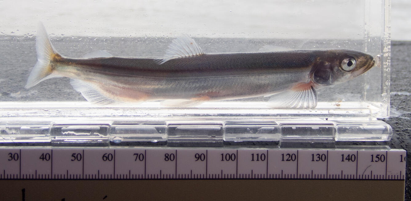 Pacific capelin in clear container with ruler at bottom for scale.