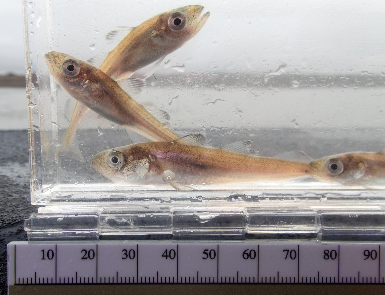Four Arctic cod in clear container with ruler at bottom for scale.
