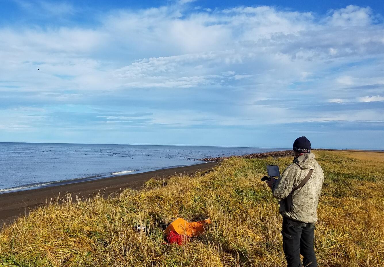 USGS biologist using a drone to survey walruses resting on shore