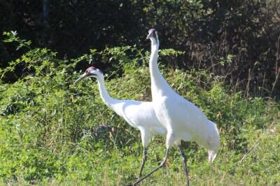 Picture of two large white birds called whooping cranes. This picture was part of an article in the Washington Post.