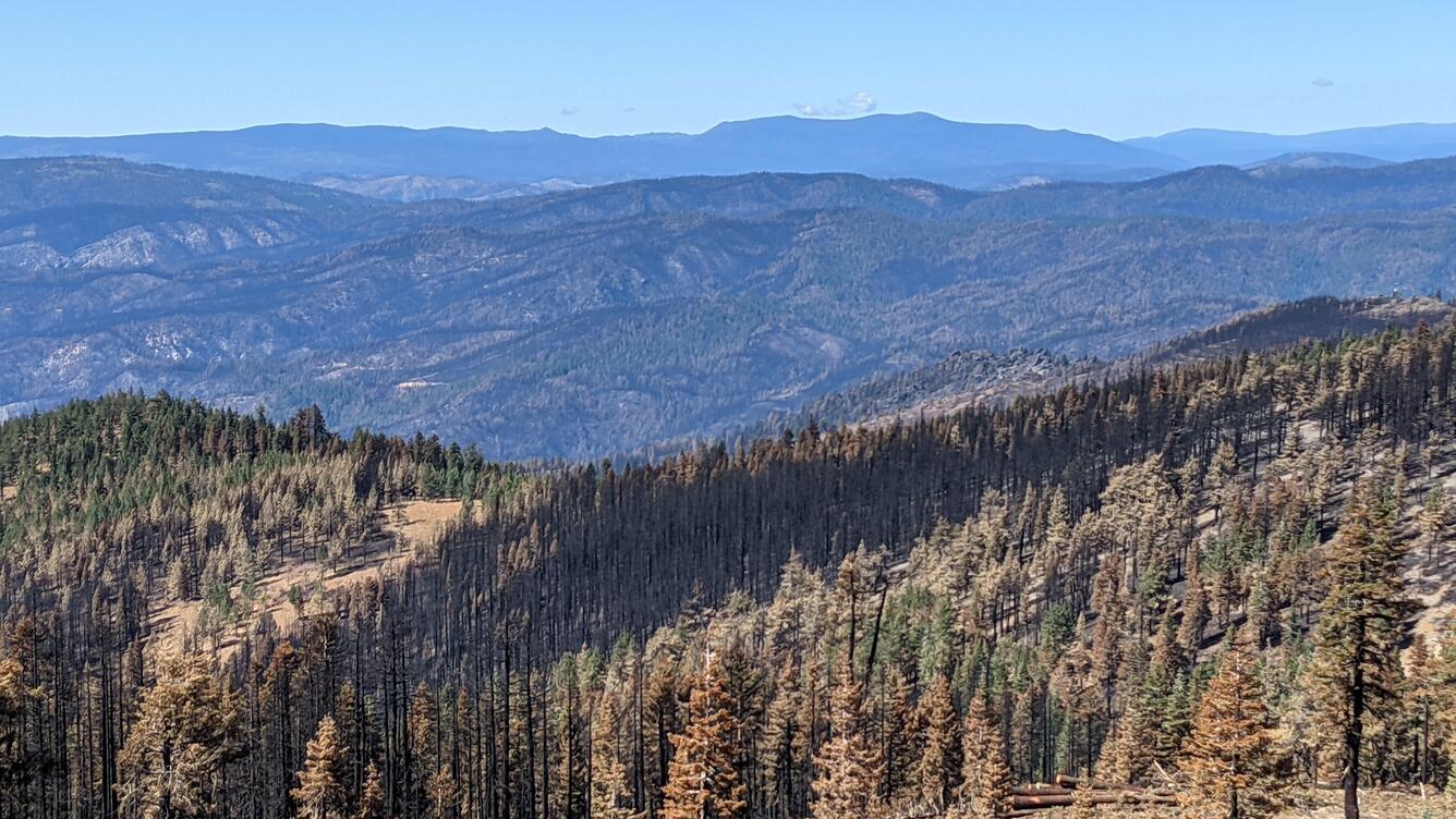 patch of burned conifers in California