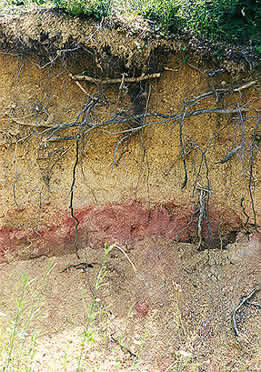Soil profile with grass and dark brown soil at the top, followed by a light tan soil, then a thinner reddish soil band, and another tan layer of soil at the bottom.