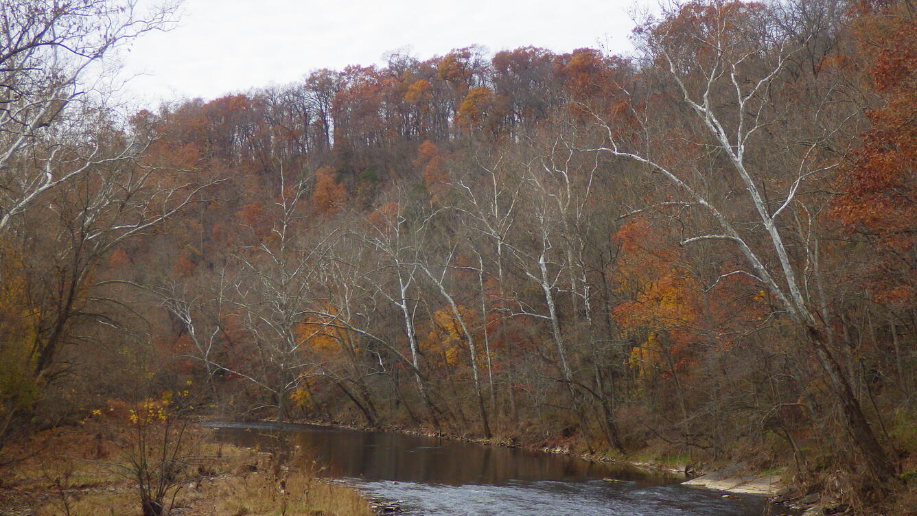 Looking upstream on Codorus Creek. Only a few yellow and orange leaves remain. Sycamore trees lean over the banks.