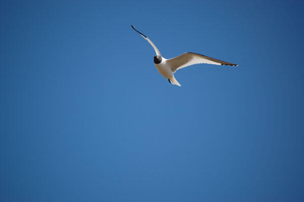 White bird flying.