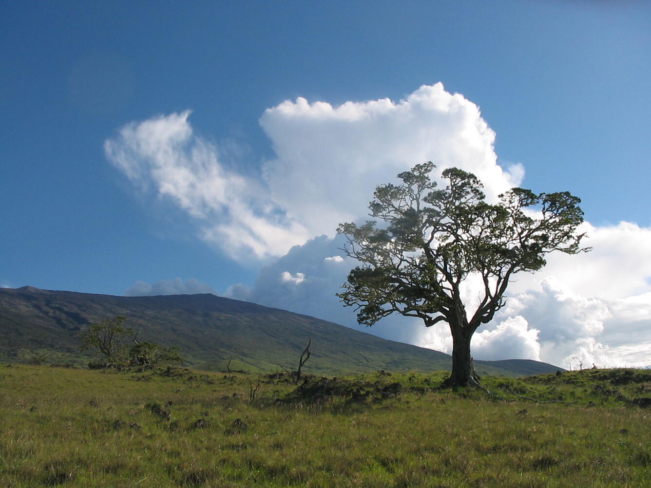 Northern slope of Mauna Kea Volcano