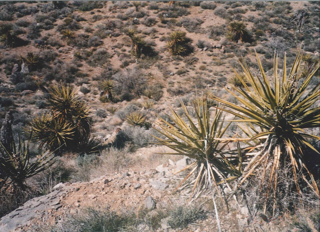 Central Mojave Desert landscape