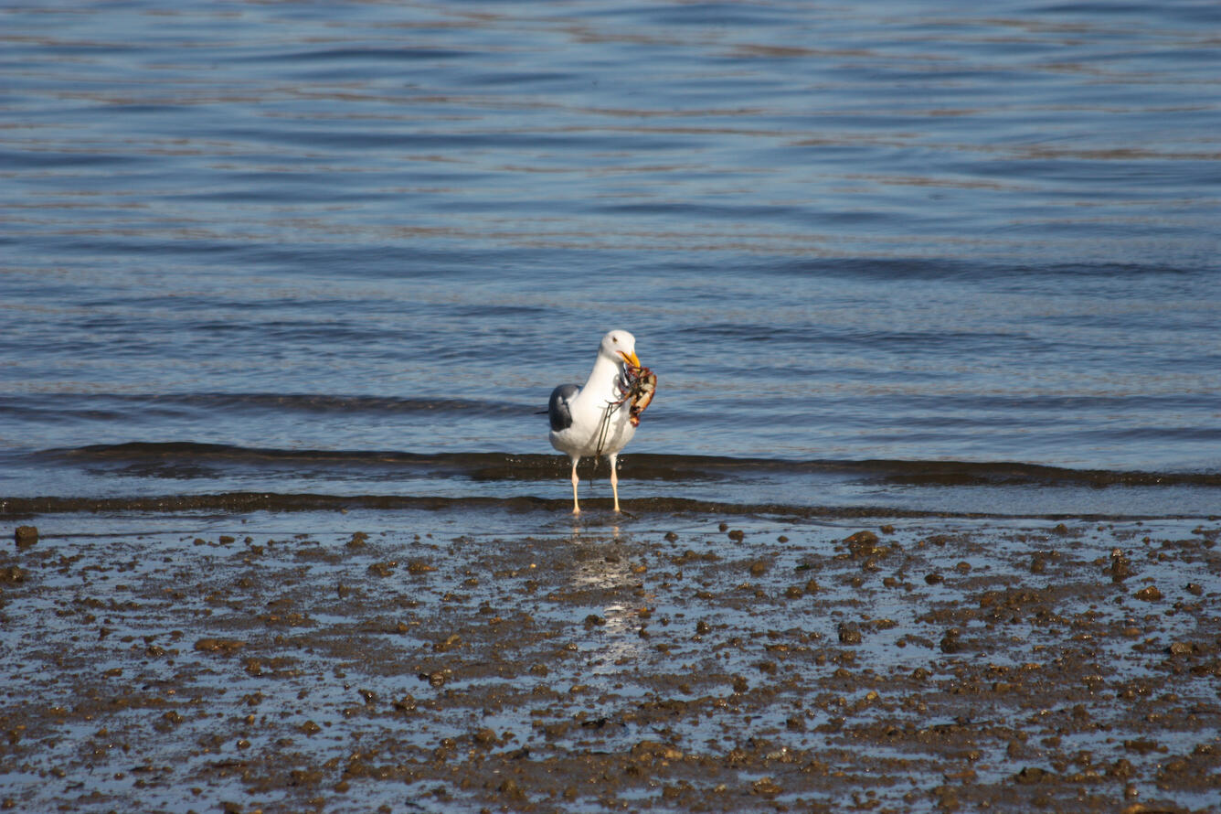 Sea Gull at Tomales Bay, CA