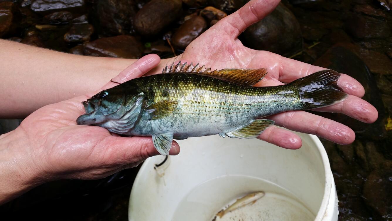 Fish identified during SESQA ecological survey