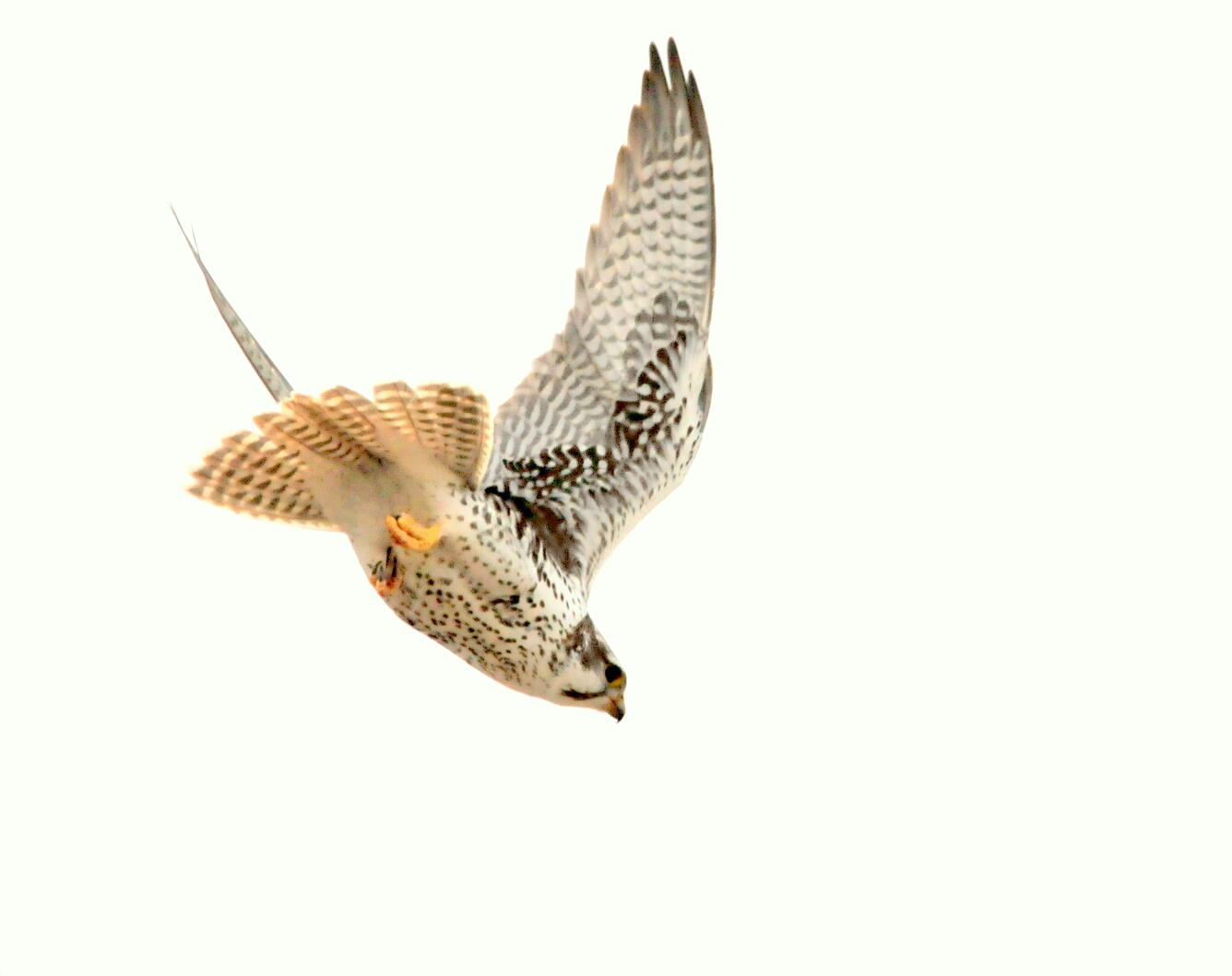 Prairie Falcon in flight