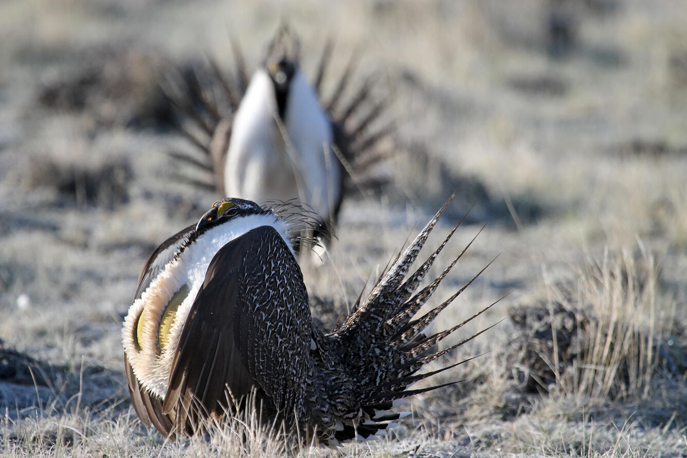 Greater sage-grouse in Wyoming. 