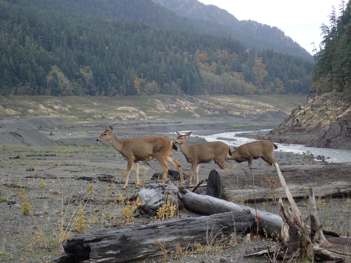 Deer in dewatered lake after dam removal in the Elwha river basin, WA
