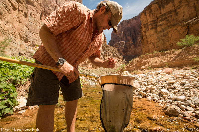 Ted Kennedy sampling aquatic invertebrates in Crystal Creek, Grand Canyon, AZ
