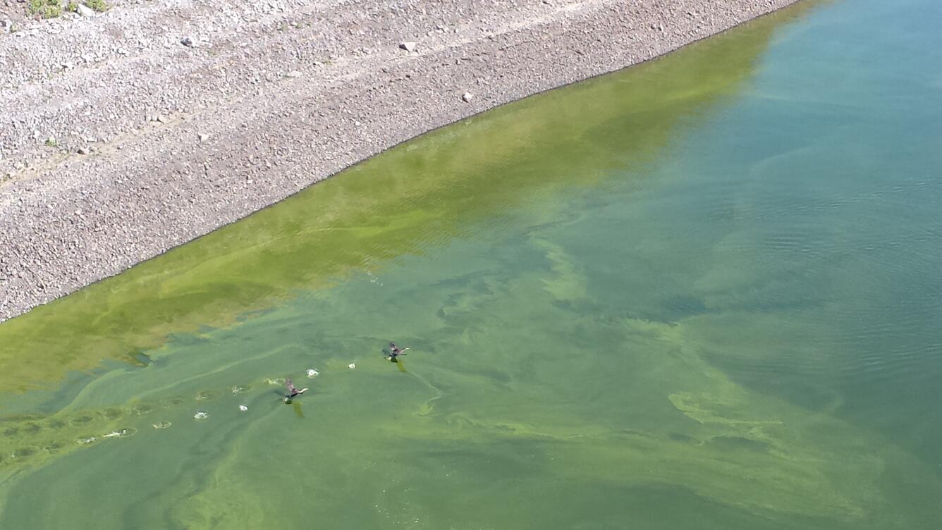 algal bloom willow creek reservoir