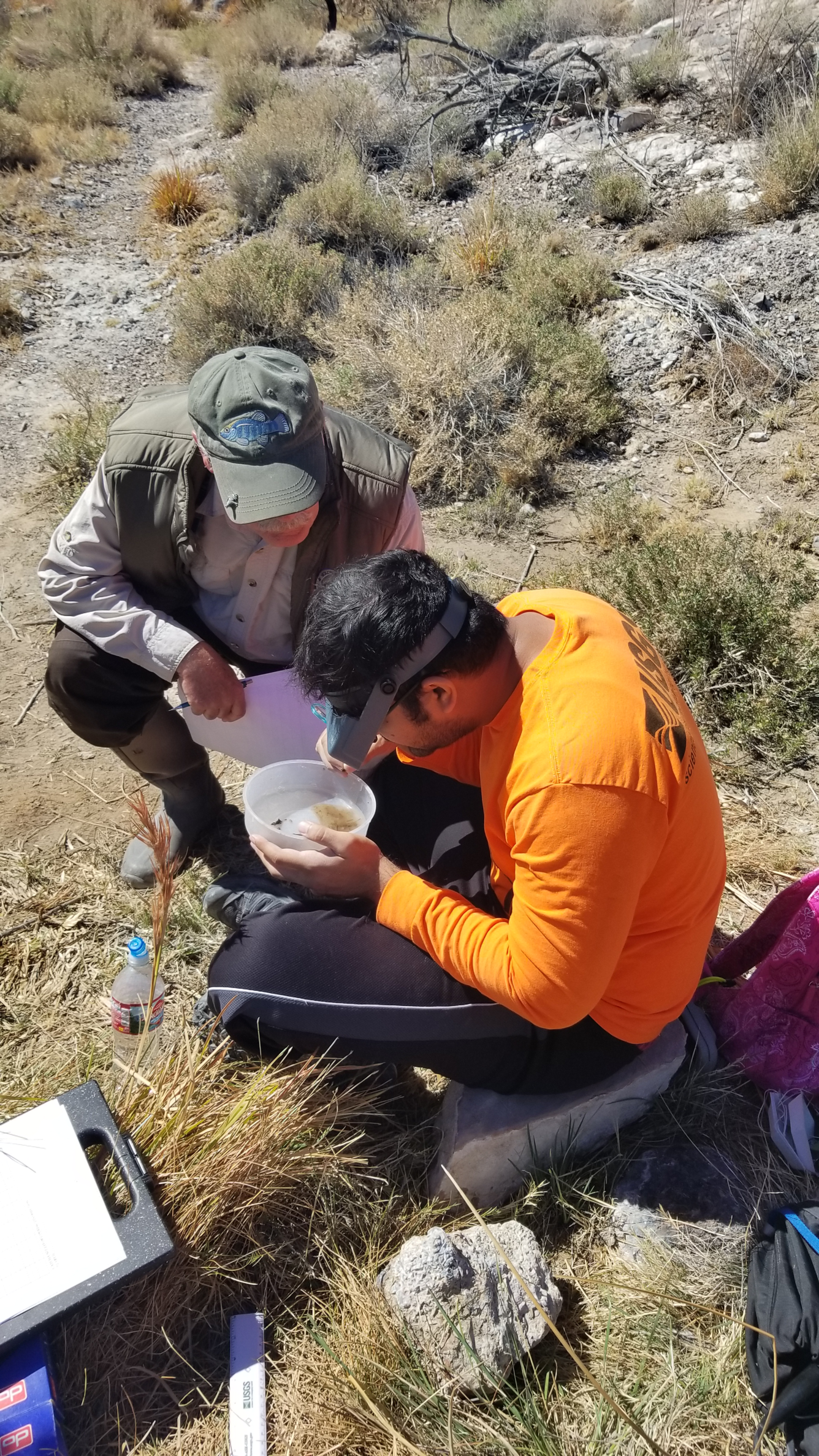 USGS Nevada Water Science Center Scientists evaluating springsnails from a spring sample
