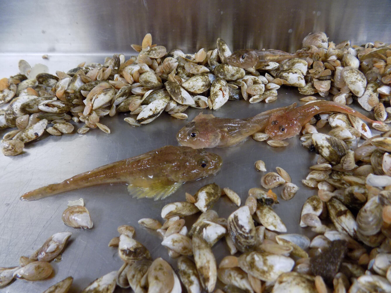 Quagga mussels and deepwater sculpin collected from a benthic trawl near Grand Haven, Michigan by the USGS R/V Sturgeon