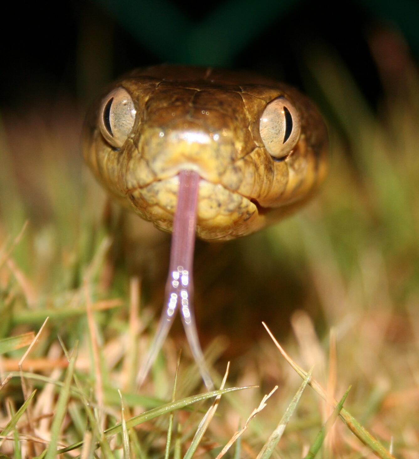 Up close view of Brown treesnake in grass