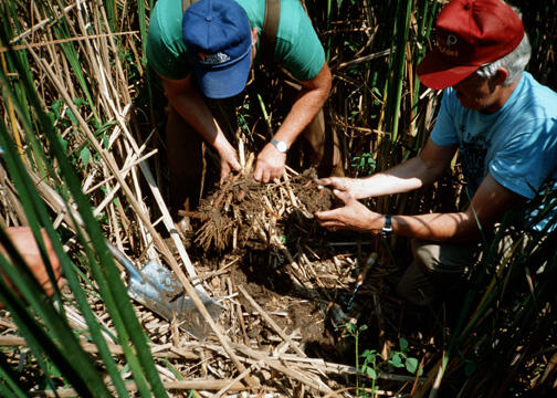 2 men kneeling in tall marshy reeds collecting biomass