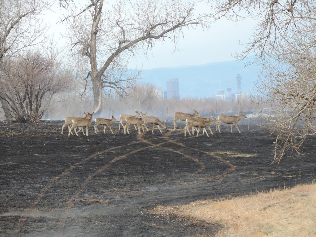 Deer return to recently burned area