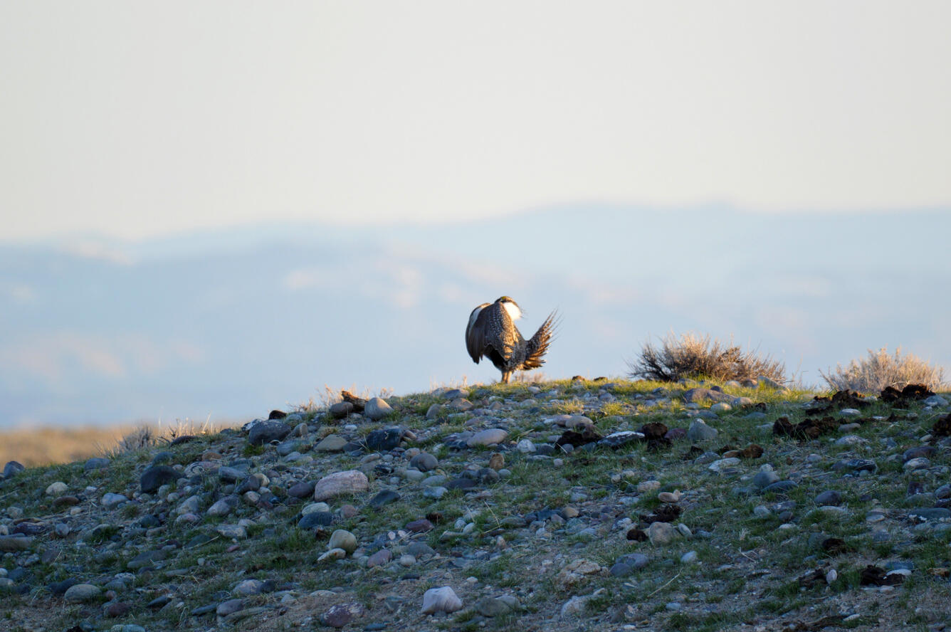 Greater Sage-grouse on the Wind River Reservation in Wyoming