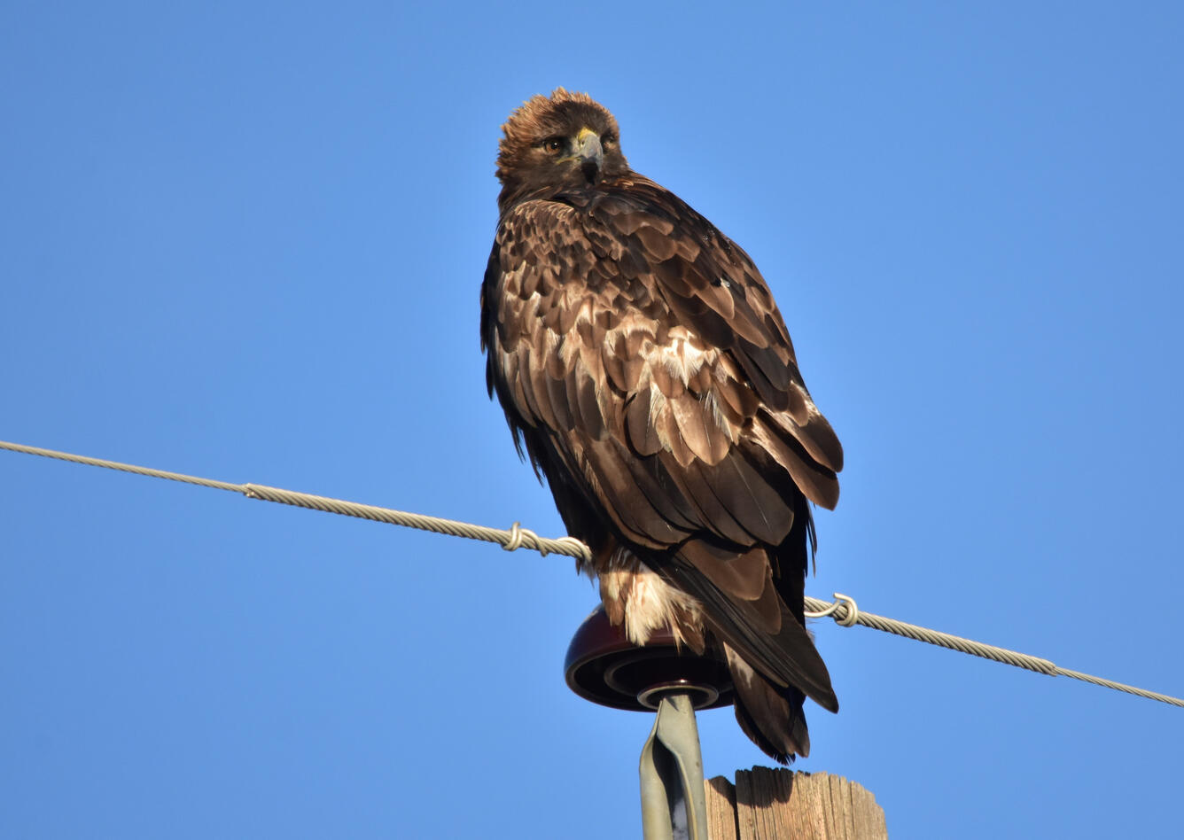Golden Eagle on power pole
