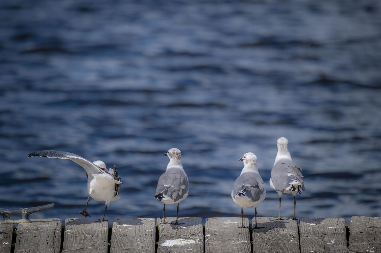 Seagulls on the pier near Auburn University